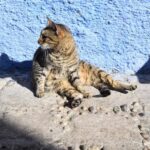 From Casablanca: Rabat, Tanger, Chefchaouen & Fes 5-Day Tour - Final Thoughts: Is This Tour Right For You?