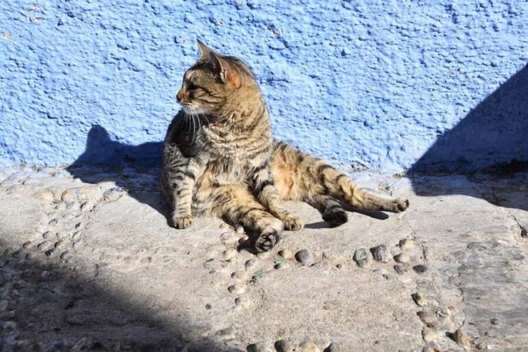 From Casablanca: Rabat, Tanger, Chefchaouen & Fes 5-Day Tour - Final Thoughts: Is This Tour Right For You?