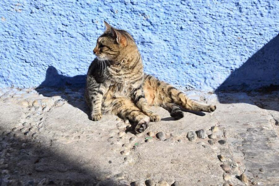 From Casablanca: Rabat, Tanger, Chefchaouen & Fes 5-Day Tour - Final Thoughts: Is This Tour Right For You?