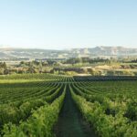 From Christchurch: Guided Local Wine Tours in Waipara - The Value of a Private, Boutique Experience