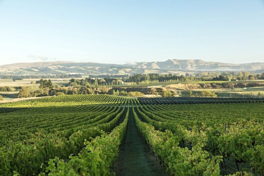 From Christchurch: Guided Local Wine Tours in Waipara - The Value of a Private, Boutique Experience