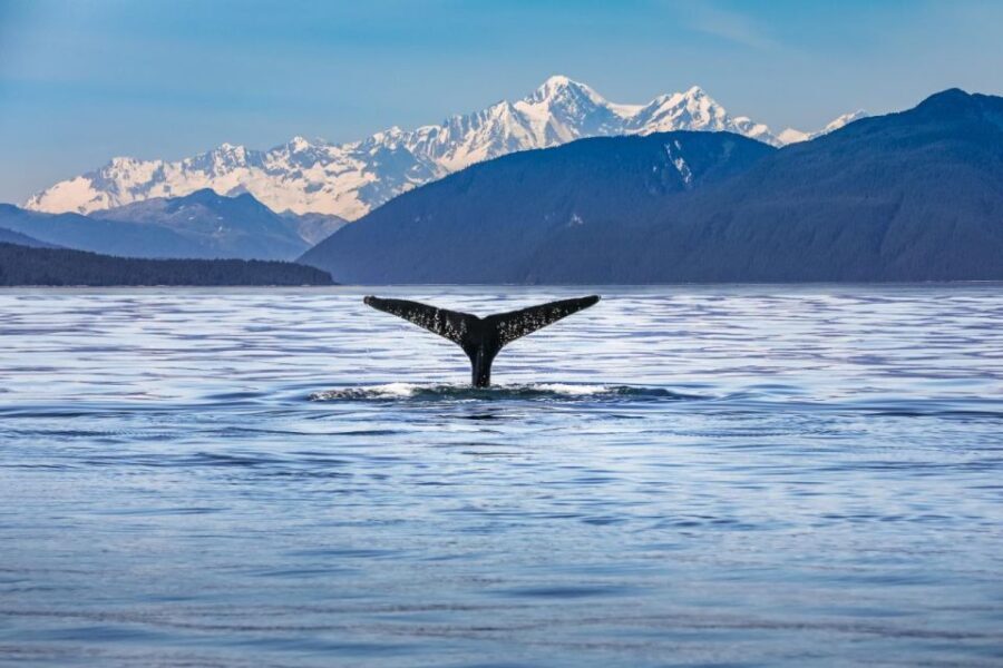 From Christchurch: Kaikura Day Tour With Whale Watching - Key Points