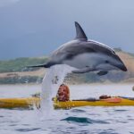 From Christchurch: Private Kaikoura Tour with Guide - Transportation and Comfort