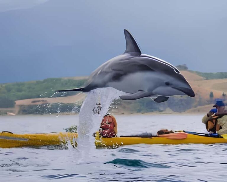 From Christchurch: Private Kaikoura Tour with Guide - Transportation and Comfort