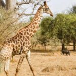 From Dakar: Bandia Park and Somone Lagoon Day Trip - The Itinerary: What You Can Expect