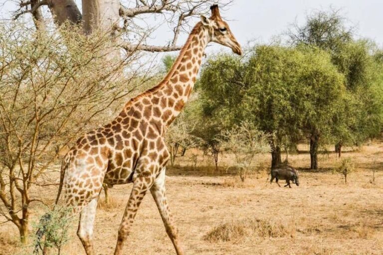 From Dakar: Bandia Park and Somone Lagoon Day Trip - The Itinerary: What You Can Expect