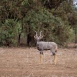 From Dar Es Salaam: 2 Day Mikumi and Chizua Waterfall Tour - Day 1: From Dar es Salaam to Mikumi National Park