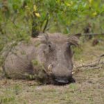 From Dar es Salaam: 2-Day Mikumi National Park Luxury Safari - Whats Included and Whats Not