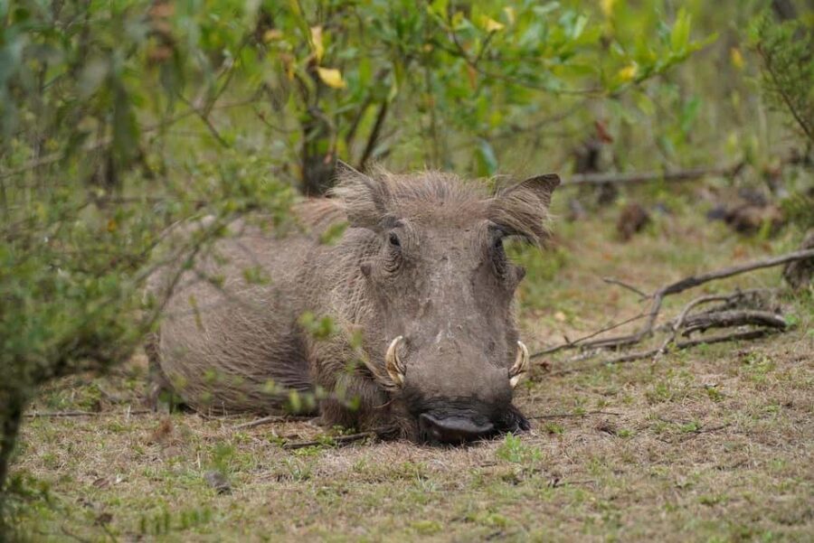 From Dar es Salaam: 2-Day Mikumi National Park Luxury Safari - Whats Included and Whats Not