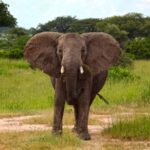From Dar es Salaam: 3-Day Udzungwa and Mikumi Safari - A Balanced Look at the 3-Day Udzungwa and Mikumi Safari from Dar es Salaam