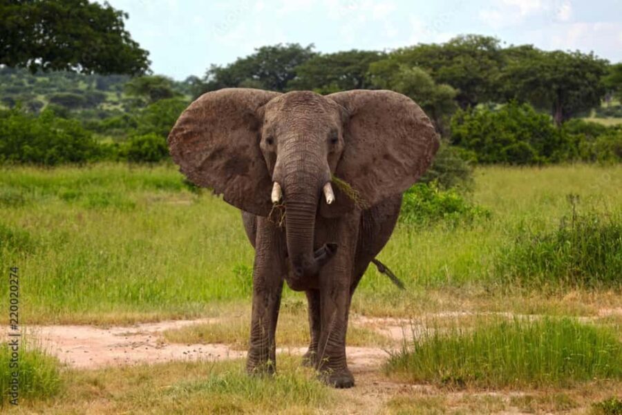 From Dar es Salaam: 3-Day Udzungwa and Mikumi Safari - A Balanced Look at the 3-Day Udzungwa and Mikumi Safari from Dar es Salaam