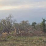 From Dar es Salaam: 3 Days Safari to Mikumi Park with Maasai - Cultural Experience: Visiting the Maasai Village