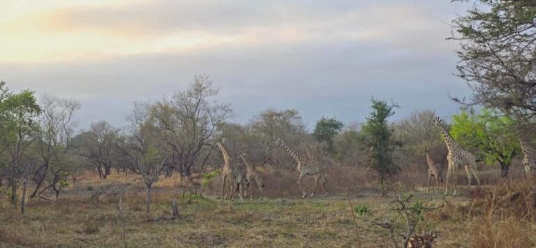 From Dar es Salaam: 3 Days Safari to Mikumi Park with Maasai - Cultural Experience: Visiting the Maasai Village