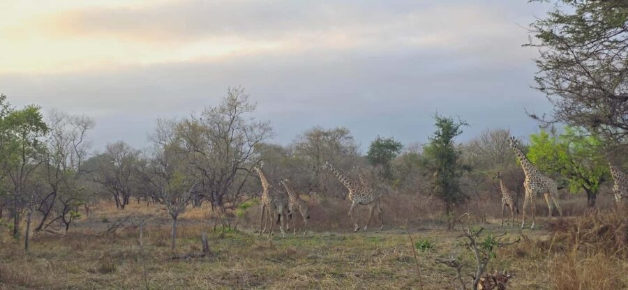 From Dar es Salaam: 3 Days Safari to Mikumi Park with Maasai - Cultural Experience: Visiting the Maasai Village