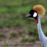 From Dar es Salaam: 5-Day Gombe National Park Tour - Exploring the 5-Day Gombe National Park Tour from Dar es Salaam