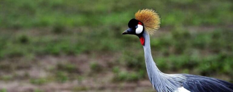 From Dar es Salaam: 5-Day Gombe National Park Tour - Exploring the 5-Day Gombe National Park Tour from Dar es Salaam