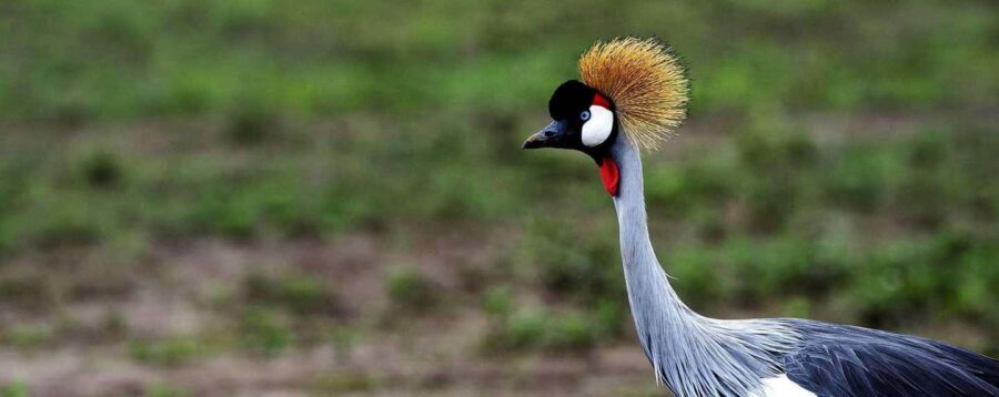 From Dar es Salaam: 5-Day Gombe National Park Tour - Exploring the 5-Day Gombe National Park Tour from Dar es Salaam