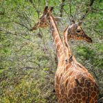 From Dar es Salaam: Mikumi and Ruaha National Parks 4-Day - What Makes This Safari Stand Out