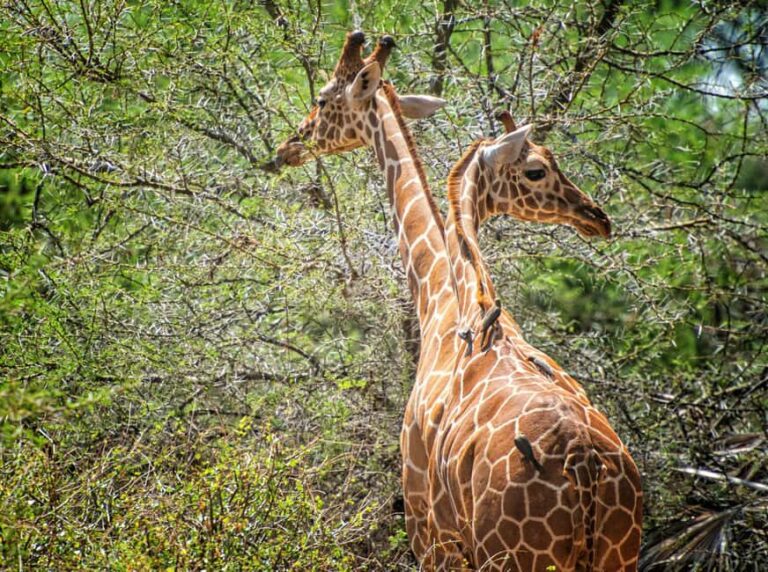 From Dar es Salaam: Mikumi and Ruaha National Parks 4-Day - What Makes This Safari Stand Out