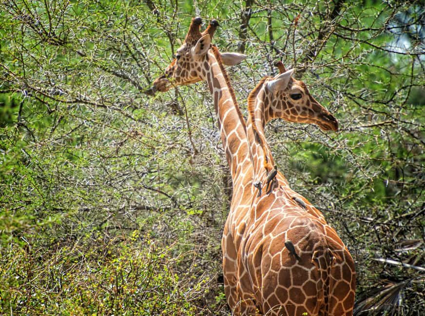 From Dar es Salaam: Mikumi and Ruaha National Parks 4-Day - What Makes This Safari Stand Out
