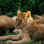 From Dar es Salaam: Mikumi National Park Day Trip - Practical Tips for Making the Most of Your Day Trip
