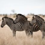 From Dar es Salaam: Mikumi National Park Day Trip with Lunch - Wildlife and Landscapes: What Sets Mikumi Apart