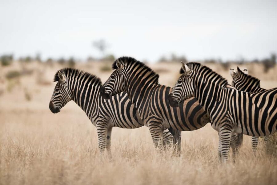 From Dar es Salaam: Mikumi National Park Day Trip with Lunch - Wildlife and Landscapes: What Sets Mikumi Apart
