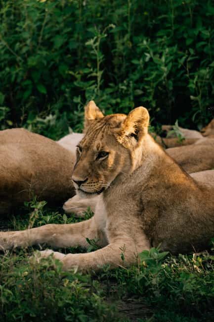 From Dar es Salaam: Mikumi National Park Day Trip - Practical Tips for Making the Most of Your Day Trip