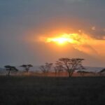 From Dar es Salaam or Zanzibar: 2-Day Mikumi National Park - Practical Tips for Your Mikumi Safari