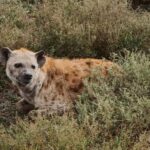 From Dar Es Salaam:Overnight Safari at Nyerere National Park - Who Should Consider This Tour?