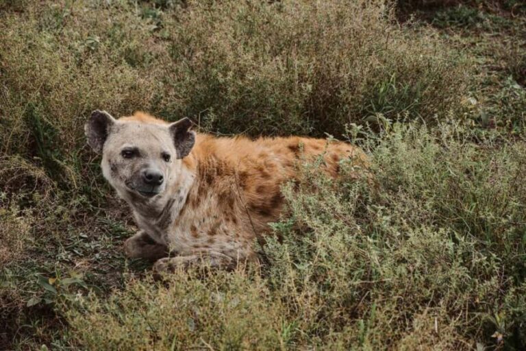 From Dar Es Salaam:Overnight Safari at Nyerere National Park - Who Should Consider This Tour?