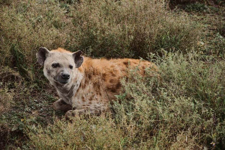 From Dar Es Salaam:Overnight Safari at Nyerere National Park - Who Should Consider This Tour?