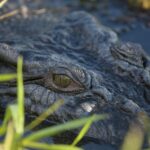 From Darwin: Litchfield National Park Day Trip - What makes this tour stand out?