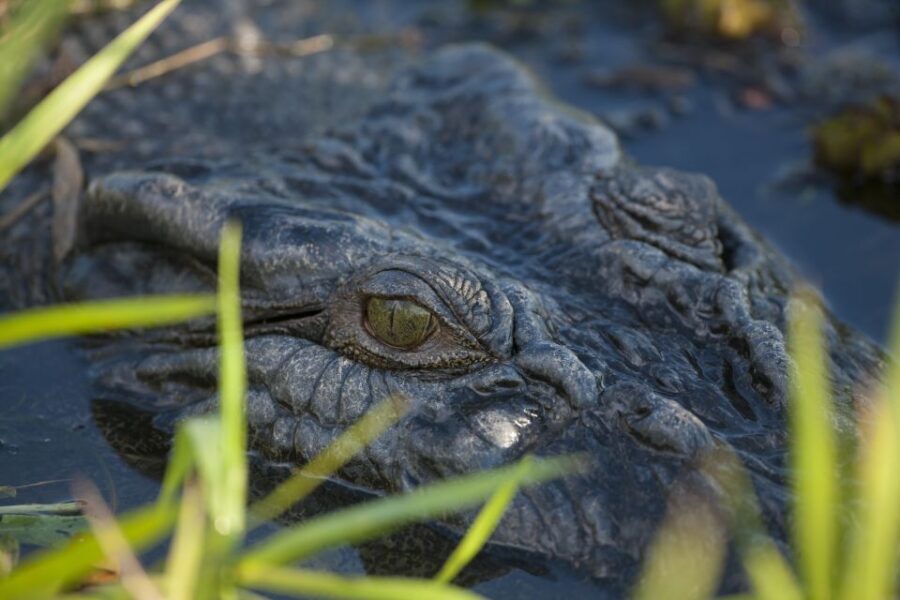 From Darwin: Litchfield National Park Day Trip - What makes this tour stand out?
