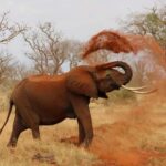 From Diani Beach: Tsavo East, West and Amboseli 4-Day Safari - What’s Included and What to Keep in Mind