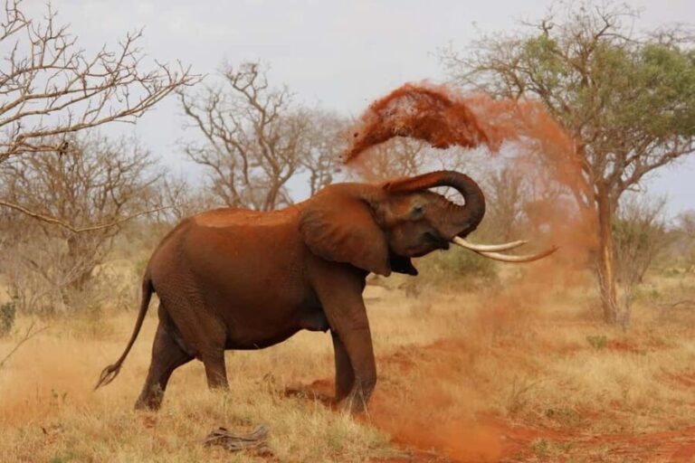 From Diani Beach: Tsavo East, West and Amboseli 4-Day Safari - What’s Included and What to Keep in Mind