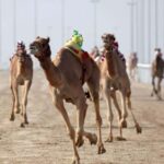 From Doha: Private West Coast and Camel Race Track Tour - Exploring Qatar’s West Coast: A Private Tour Experience