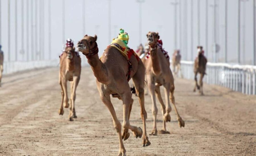 From Doha: Private West Coast and Camel Race Track Tour - Exploring Qatar’s West Coast: A Private Tour Experience