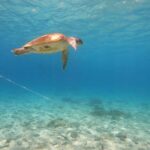 From Dubai: Fujairah Sea Turtles Snorkeling Tour with Lunch - What to Expect from the Tour