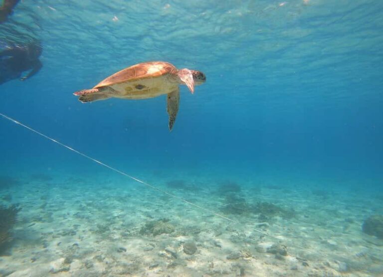 From Dubai: Fujairah Sea Turtles Snorkeling Tour with Lunch - What to Expect from the Tour