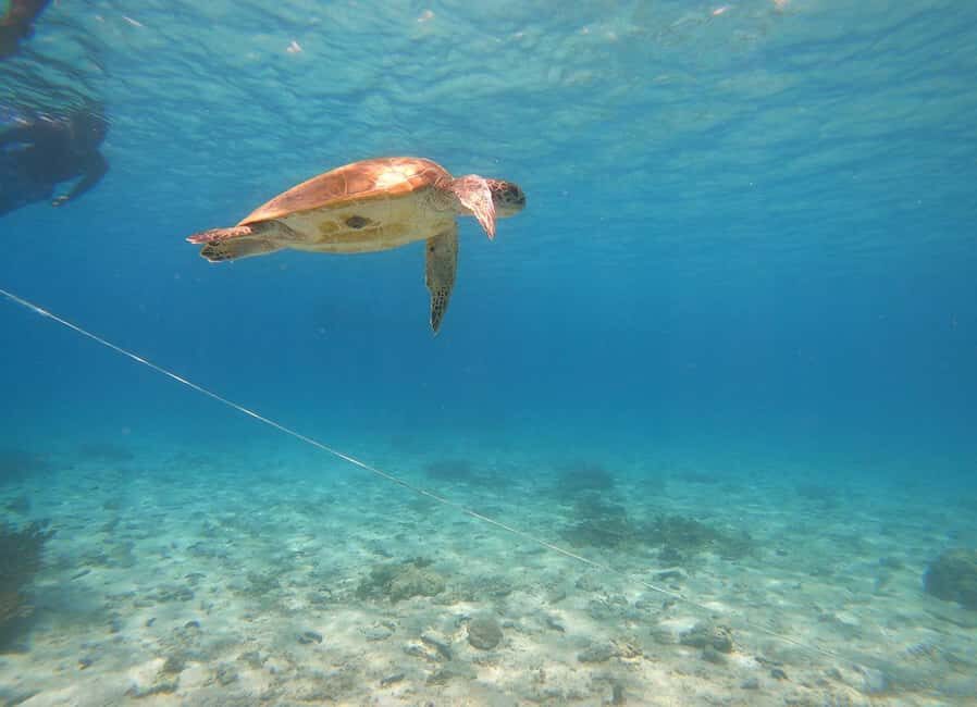 From Dubai: Fujairah Sea Turtles Snorkeling Tour with Lunch - What to Expect from the Tour