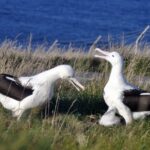 From Dunedin: City, Otago Peninsula & Albatross Guided Tour - What Travelers Can Expect