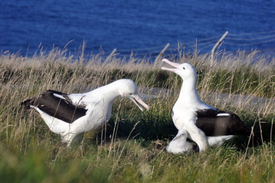 From Dunedin: City, Otago Peninsula & Albatross Guided Tour - What Travelers Can Expect