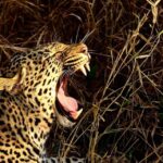 From Durban: Experience Two Big 5 Game Reserves in a Day - Authentic Insights from Past Travelers