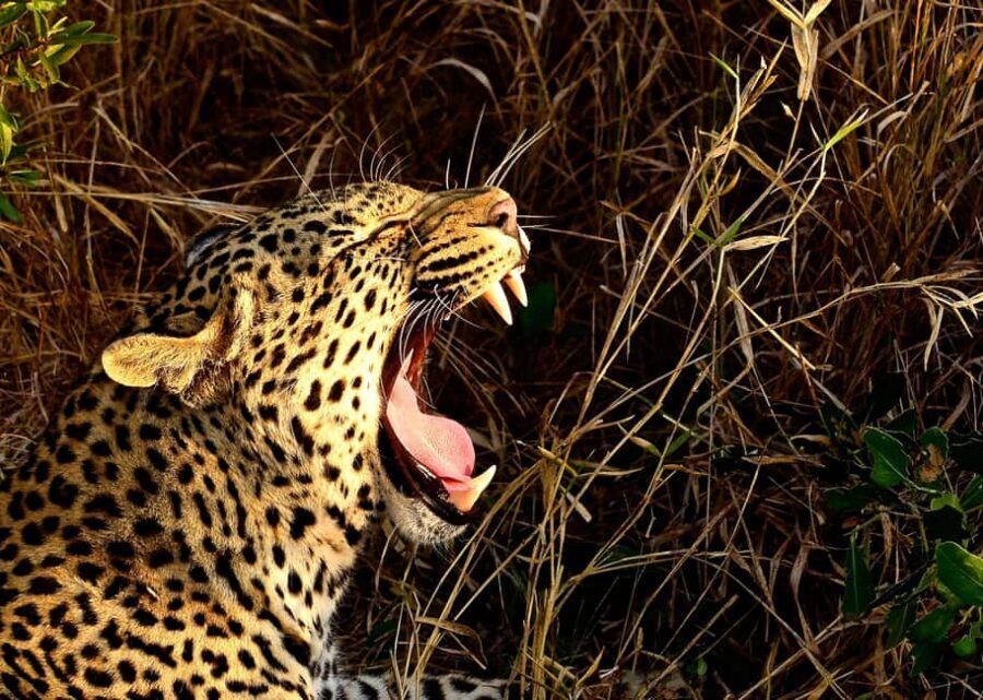 From Durban: Experience Two Big 5 Game Reserves in a Day - Authentic Insights from Past Travelers