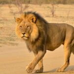 From Durban: Half-Day Safari Tour - Exploring Natal Park: Elephant Encounters