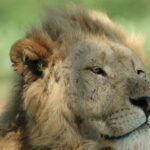 From Durban: Hluhluwe Imfolozi Game Reserve Day Trip - Logistics and Practicalities