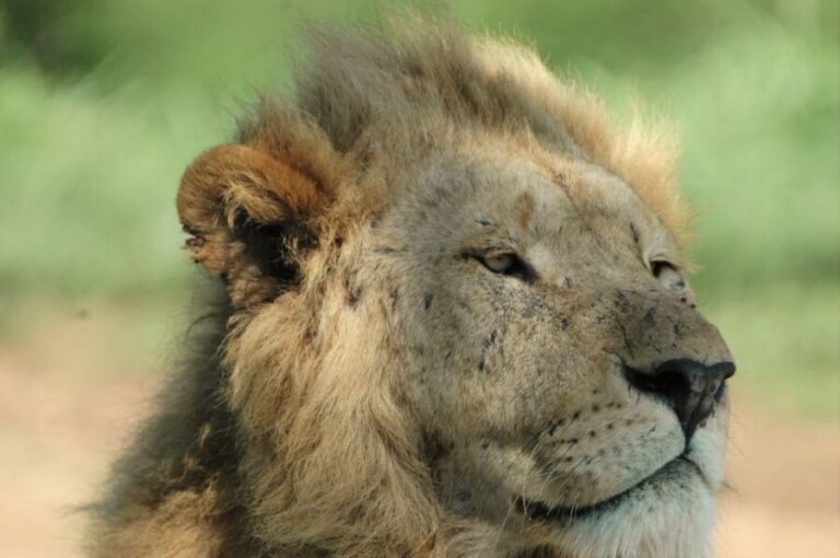 From Durban: Hluhluwe Imfolozi Game Reserve Day Trip - Logistics and Practicalities