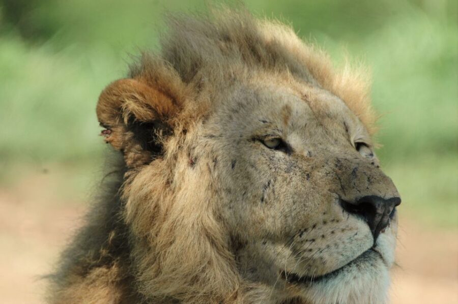 From Durban: Hluhluwe Imfolozi Game Reserve Day Trip - Logistics and Practicalities