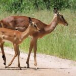 From Durban: Lion Park and Tala Game Reserve Half Day Tour - The Sum Up